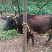 گاو ماده به همراه ورزا کوله