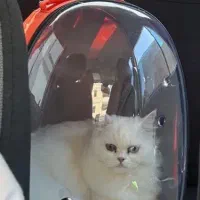 وسایل گربه