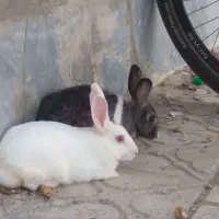 خرگوش