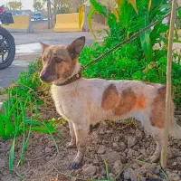 سگ جک راسل تریر