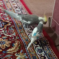 عروس هلندی ومرغ عشق|پرنده|ابهر, |دیوار