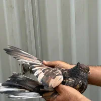 کفتر سرور آتشی