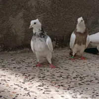 سه عدد جونه تازه سر شده طوقی