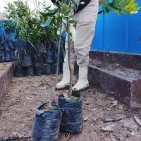 نهال پرتقال خونی