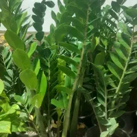 گلخانه خانگی یاس