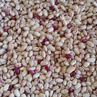 انواع لوبیا و حبوبات|خوردنی و آشامیدنی|ایلام, |دیوار