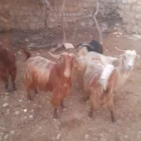 بزغاله جوان ۹عدد|حیوانات مزرعه|طرهان, |دیوار