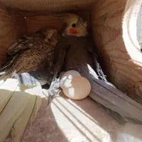 عروس هلندی جفت