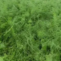 شوید خشک اصیل بروجرد (معطر سبز تازه)