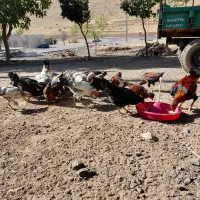 جوجه مرغ و خروس|حیوانات مزرعه|کرمانشاه, |دیوار