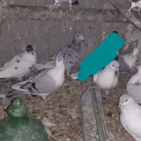 کفتر افغانی ماده امری مگسی کله سفید و افشون|پرنده|پاکدشت, پاکدشت (مامازند)|دیوار