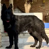 ژرمن بلک اصیل یک ساله|سگ|کرج, گلدشت|دیوار