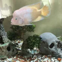 رد دویل ماده