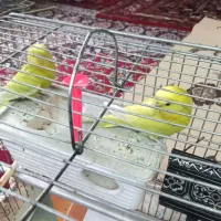 مرغ عشق زیبا 4 ماهه|پرنده|بروجرد, |دیوار