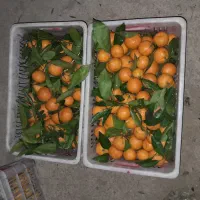 فروش نارنگی یافا