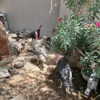 بوقلمون نر و ماده کاکی بادوله