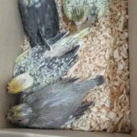 جوجه عروس هلندی