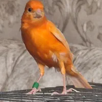 قناری رد فاکتور