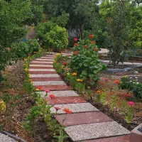 فروش ویژه گل جعفری در گرگان