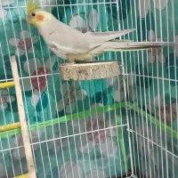 جوجه عروس هلندی آماده دستی شدن و حرف زدن