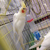 یک جفت عروس هلندی سر ۴ تا  تخم  با قفس|پرنده|اشتهارد, |دیوار