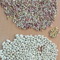 پسته و مغز پسته