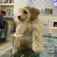 پودل کراس شیطون بلا|سگ|تالش, هشتپر|دیوار