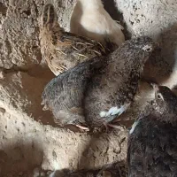 بلدرچین تخم گذار