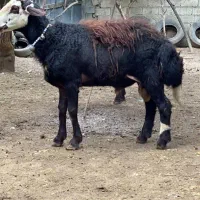 گوسفندشیشک  قوچ پلنگی بروجردی لخت