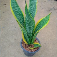 گلهای آپارتمانی|گل و گیاه طبیعی|مشهد, ایثارگران|دیوار