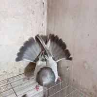 کفتراصفهانی|پرنده|برخوار, |دیوار