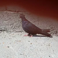 کبوتر مشکی قشنگ