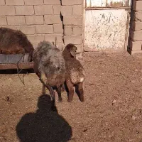 ۳راس میش زایده یکیش جمل داره