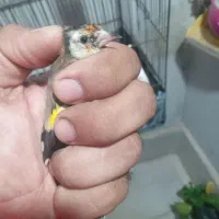 سهره