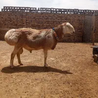 یک راس قوچ فروشی
