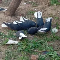 فروش کبوتر ذیل دم سفید درجه یک