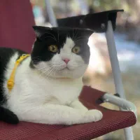 گربه اسکاتیش