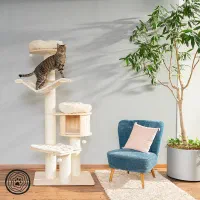 اسکرچر گربه مستقیم از تولیدی
