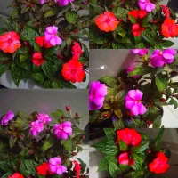 گل همیشه گلدار ماندگار پروین۸۰