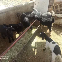 بزغاله و بره شیری