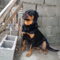 روتوایلر ماده