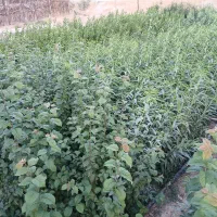 تولیدی و نهالستان محمد|خدمات باغبانی و درختکاری|اصفهان, محمودیه|دیوار