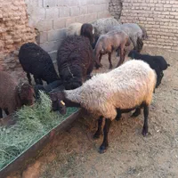 ۲عدد بره|حیوانات مزرعه|اصفهان, امین‌آباد|دیوار
