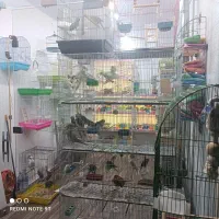 خانه پرندگان لاهیجان میدان جمهوری خیابان توحید