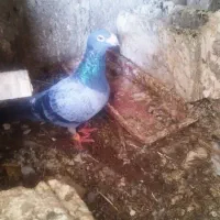 کبوتر پلاکی