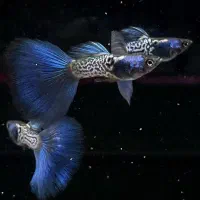 گوپی وارداتی متال اسنیک بلوتیل