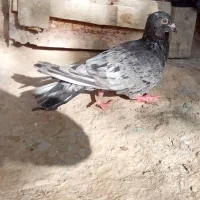 کبوتر سرون ابلغ سبز مفت