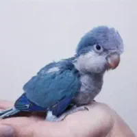 جوجه نرم خور سرلاکی راهب و گیرینچیک