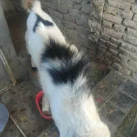 پلچن بزرگ هیکلی ودورگ|حیوانات مزرعه|سراوان, |دیوار