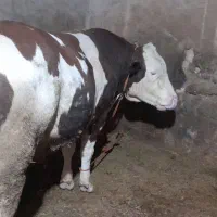 گوساله گوشتی نر
